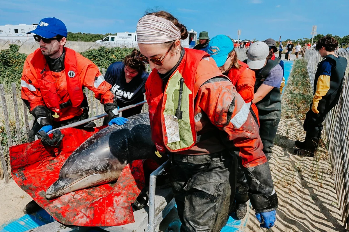 Marine rescue workers assisting an animal on the shore